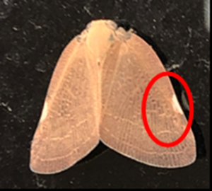 新しい害虫　チュウゴクアミガサハゴロモ