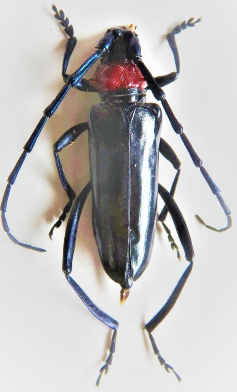 サクラに大きな被害が！　クビアカツヤカミキリについて